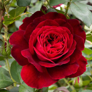 Ошо Мистическая Роза в Днепре 21 февраля-13 марта 2019г