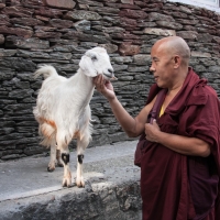 Йога и путешествие в Гималаи