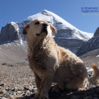 Экспедиция по святым местам Тибета. Гора Кайлаш - внешняя и внутренняя коры. Монастыри, храмы, пещеры йогинов