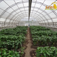 Технология выращивания овощных культур в защищённом грунте