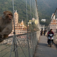 Йога-путешествие в Гималаи "Путь к себе". Духовный  север и Тадж-Махал