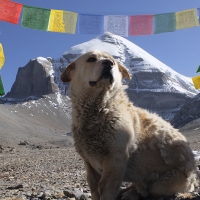 Путешествие в Тибет "Тайна Тибета" с 28 апреля по 14 мая 2018