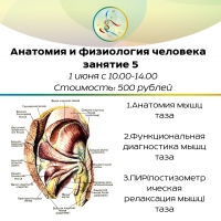Курс "Анатомия и физиология человека" Занятие 5