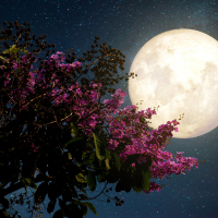 Колесо Новолуний: Луна цветущих садов