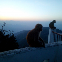 Йога-путешествие в индийские Гималаи