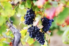Курс «Основы виноградарства»