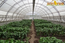 Технология выращивания овощных культур в защищённом грунте