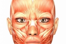 Анатомия и методики. Анатомия мышц лица