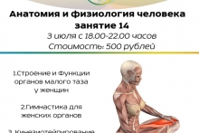 Курс "Анатомия и физиология человека" Занятие 14