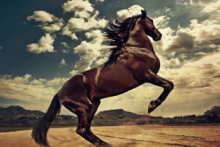 Абсолютный баланс или Как не стать бешеной лошадью