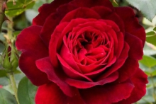 Ошо Мистическая Роза в Днепре 21 февраля-13 марта 2019г