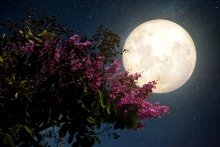 Колесо Новолуний: Луна цветущих садов